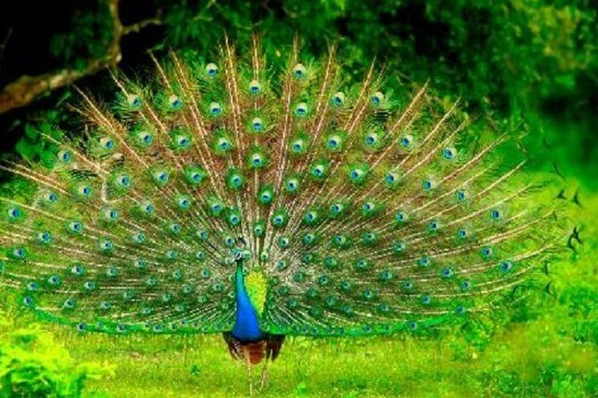 Arugambay to Yala National Park - Kumana National Park Safari - Practical Details & Considerations