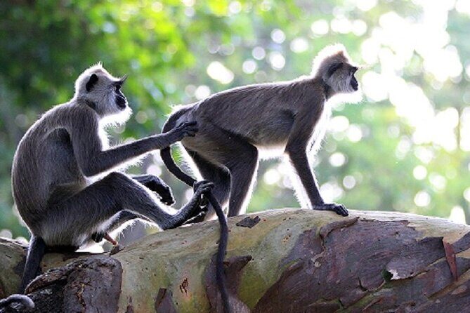 Arugambay to Yala National Park - Kumana National Park Safari - Who Is This Safari Best For?