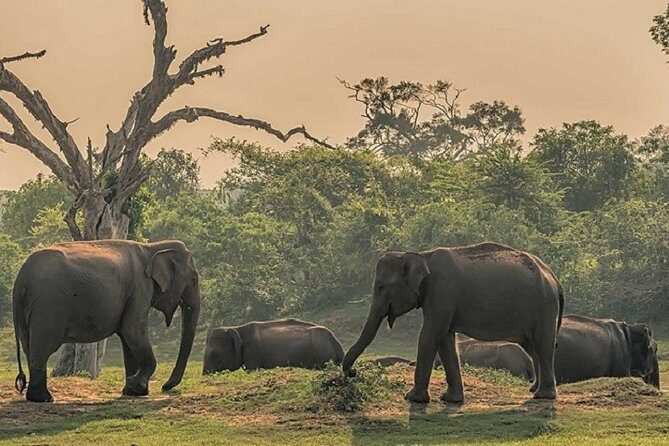 Arugambay to Yala National Park - Kumana National Park Safari - Final Thoughts