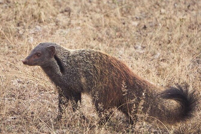 Arugambay to Yala National Park - Kumana National Park Safari - FAQ