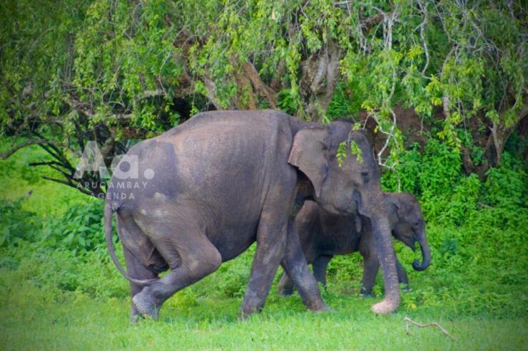 Arugambay to Yala: Wild Safari Drop-off Flexibility - Booking and Cancellation Policies