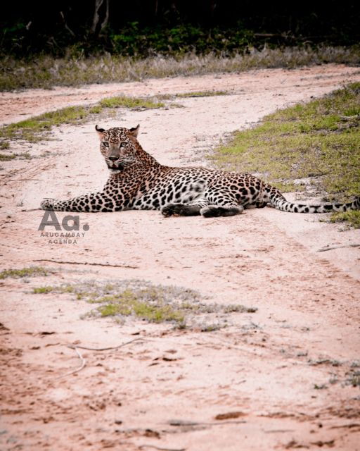 Arugambay to Yala: Wild Safari Drop-off Flexibility - Itinerary Options and Flexibility