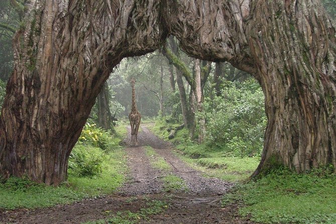 Arusha National Park Day Tour - Pickup Details