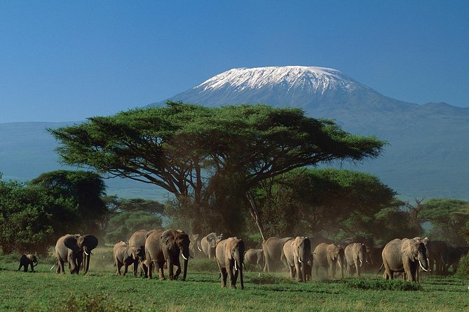 Arusha National Park Day Tour - Start Time