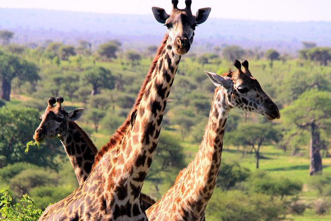 Arusha National Park Day Tour - Good To Know