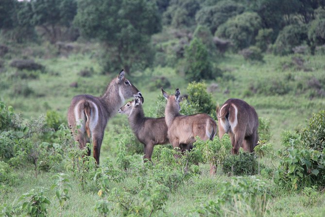 Arusha National Park Day Tour - Tour Inclusions