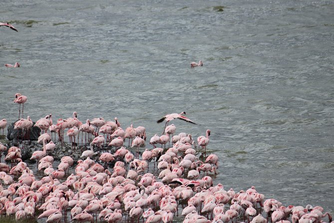 Arusha National Park Day Tour - Price Information