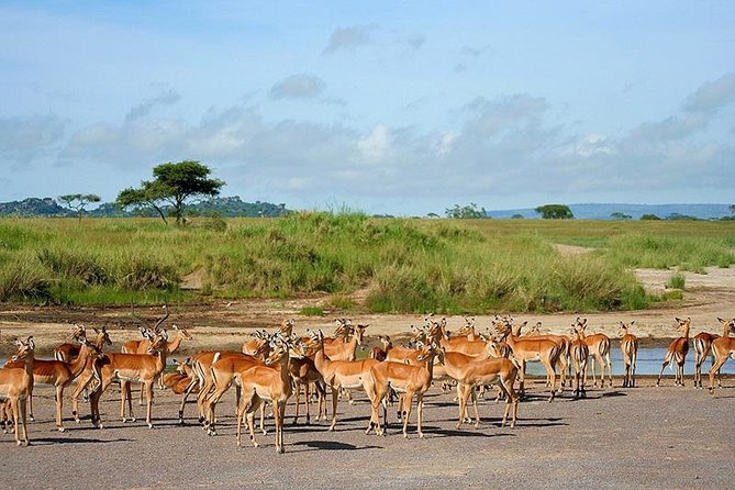 Arusha National Park Day Trip - Meeting Point and Start Time