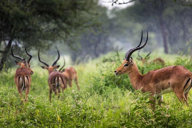 Arusha National Park Day Trip - Amenities and Accessibility