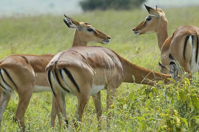 Arusha National Park Day Trip - Frequently Asked Questions