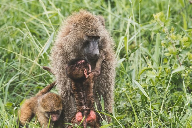 Arusha National Park Day Trip From Arusha - Lunch and Relaxation