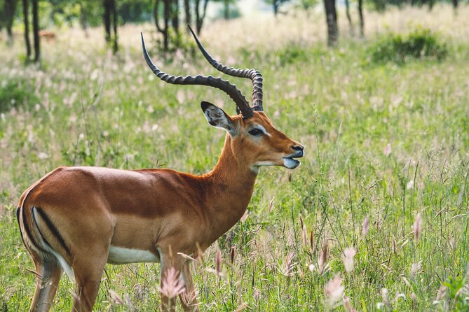 Arusha National Park Day Trip From Arusha - Return Journey