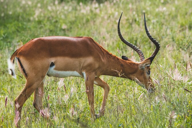 Arusha National Park Day Trip From Arusha - The Sum Up