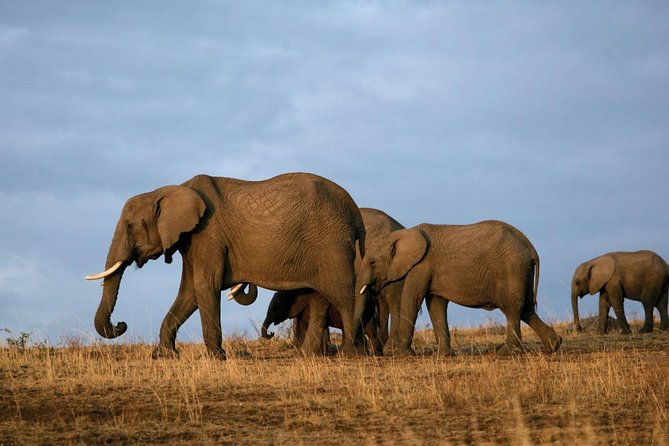 Arusha National Park Guided Day Tour From Arusha - Activities and Wildlife