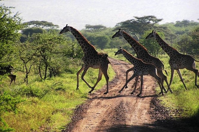 Arusha National Park Guided Day Tour From Arusha - Inclusions and Optional Add-ons