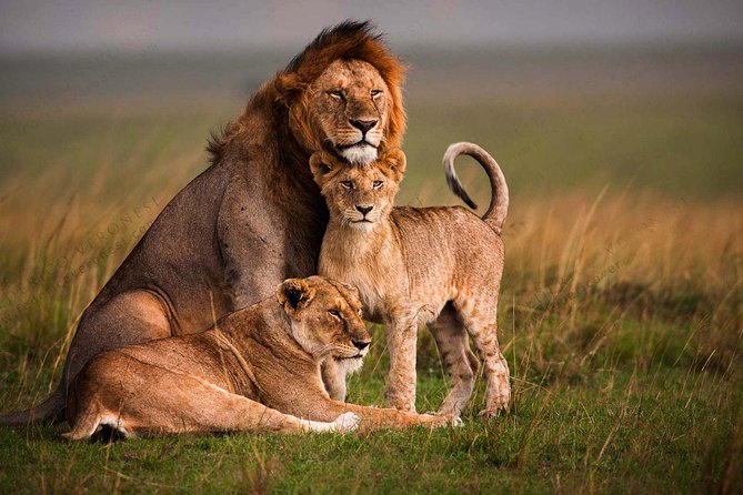 Arusha National Park Guided Day Tour From Arusha - Group Size and Pricing