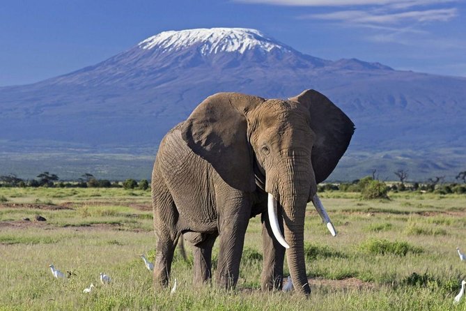 Arusha National Park Guided Day Tour From Arusha - Pickup and Drop-off Details