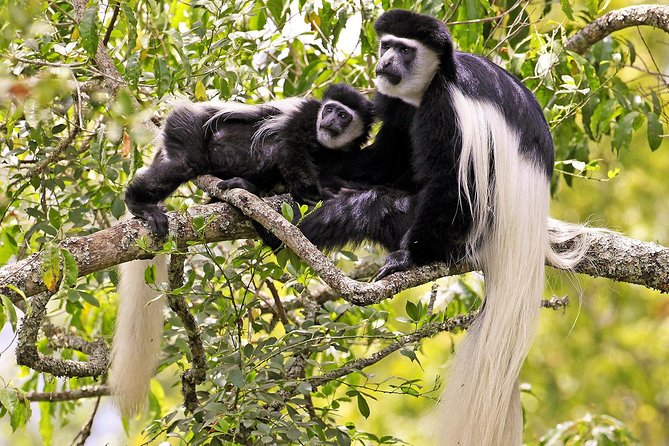 Arusha National Park Guided Day Tour From Arusha - Reviews and Ratings