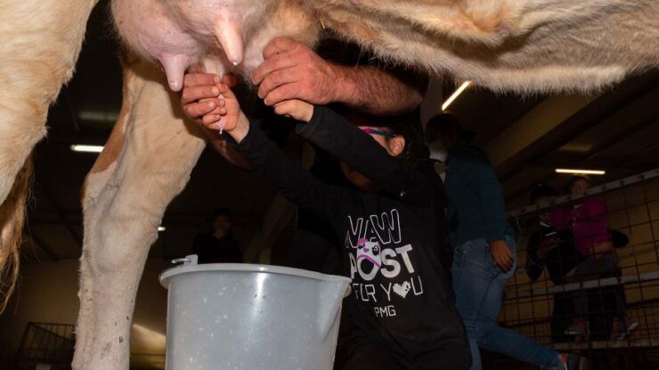 Arzana: Day With a Shepherd W/ Lunch in a Farm - Experience Highlights