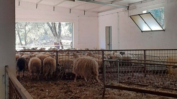 Arzana: Day With a Shepherd W/ Lunch in a Farm - Booking Details