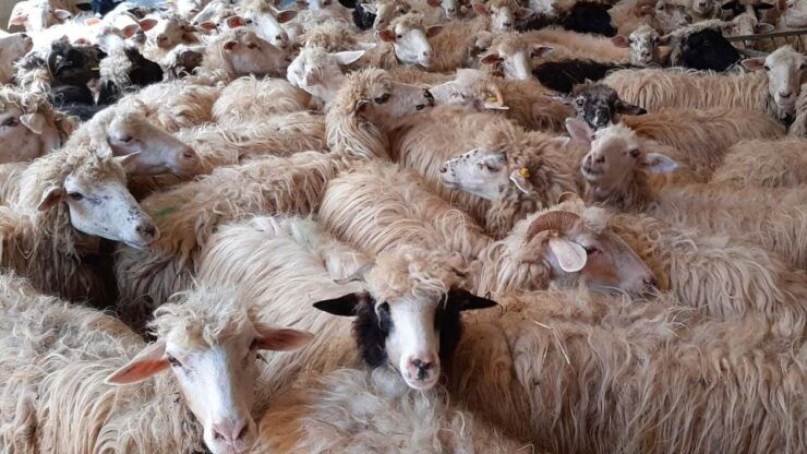 Arzana: Day With a Shepherd W/ Lunch in a Farm - Experience Highlights