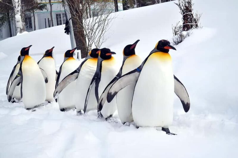 Asahiyama Adventure: Zoo+Waterfalls & Blue Pond Day Tour - Practical Details and What to Expect