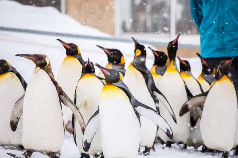 Asahiyama Zoo & Bibai Snow Land Snow Play Experience - Good To Know