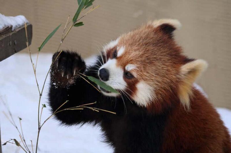 Asahiyama Zoo & Bibai Snow Land Snow Play Experience - A Deep Dive into the Experience