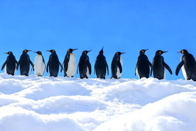 Asahiyama Zoo & Biei Blue Pond & Shirogane Falls or Farm Tomita Day Trip (Departing from Sapporo, Hokkaido, includes original souvenir) - At a glance