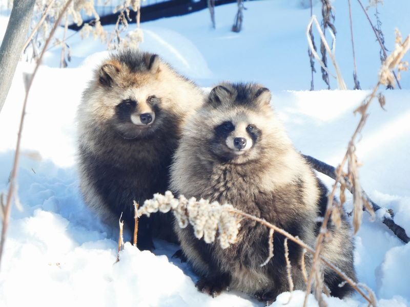 Asahiyama Zoo & Biei Blue Pond & Shirogane Falls or Farm Tomita Day Trip (Departing from Sapporo, Hokkaido, includes original souvenir) - Shirohige Falls or Farm Tomita