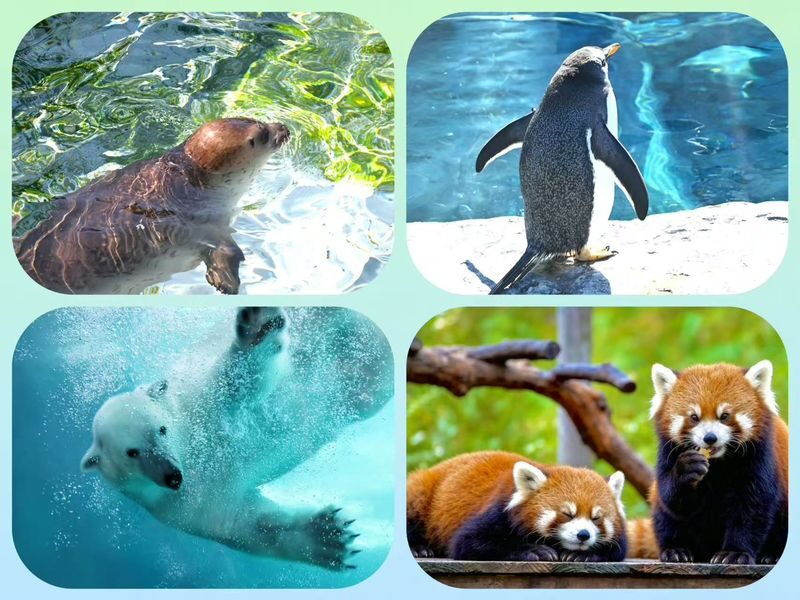 Asahiyama Zoo & Biei Blue Pond & Shirogane Falls or Farm Tomita Day Trip (Departing from Sapporo, Hokkaido, includes original souvenir) - Blue Pond: the afternoon photo stop