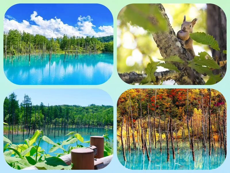 Asahiyama Zoo & Biei Blue Pond & Shirogane Falls or Farm Tomita Day Trip (Departing from Sapporo, Hokkaido, includes original souvenir) - How to make the day go well
