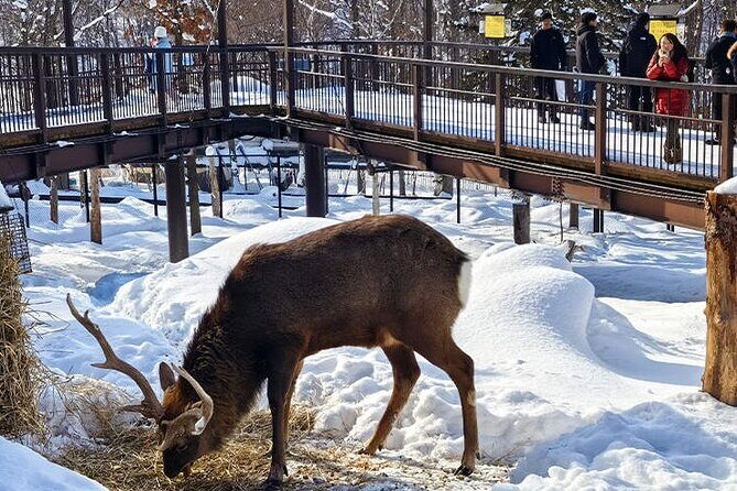 Asahiyama Zoo, Christmas Tree, Fairy Terrace Day Tour | Hokkaido - Good To Know