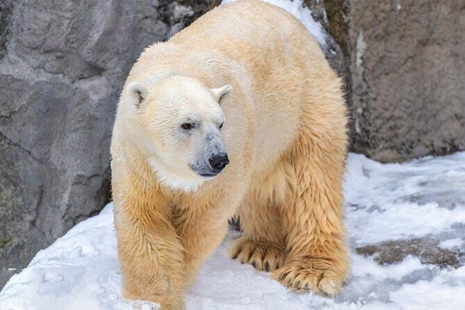 Asahiyama Zoo, Christmas Tree, Fairy Terrace Day Tour | Hokkaido - An In-Depth Look at the Tour Experience