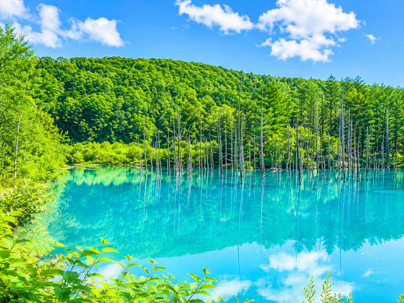 Asahiyama Zoo & Farm Tomita Full-Day Nature Tour - Key points to know before you go