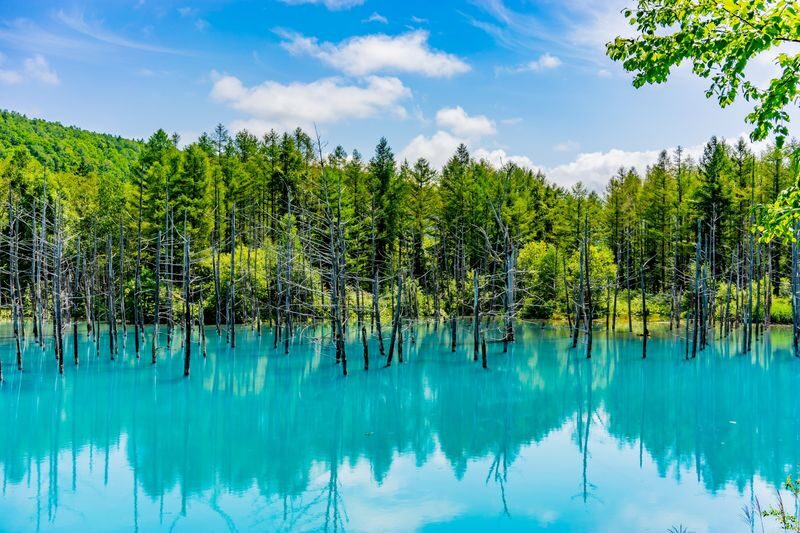 Asahiyama Zoo & Farm Tomita Full-Day Nature Tour - A full day connecting Hokkaido’s far-flung sights