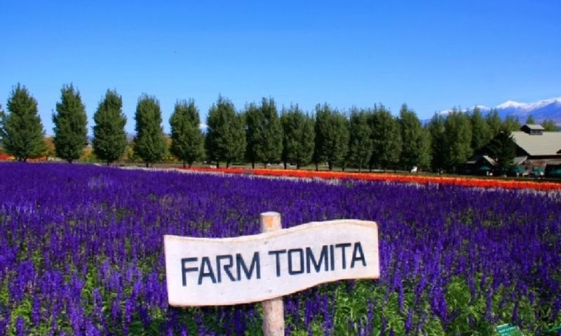 Asahiyama Zoo & Farm Tomita Full-Day Nature Tour - Blue Pond: brief, beautiful and season-dependent