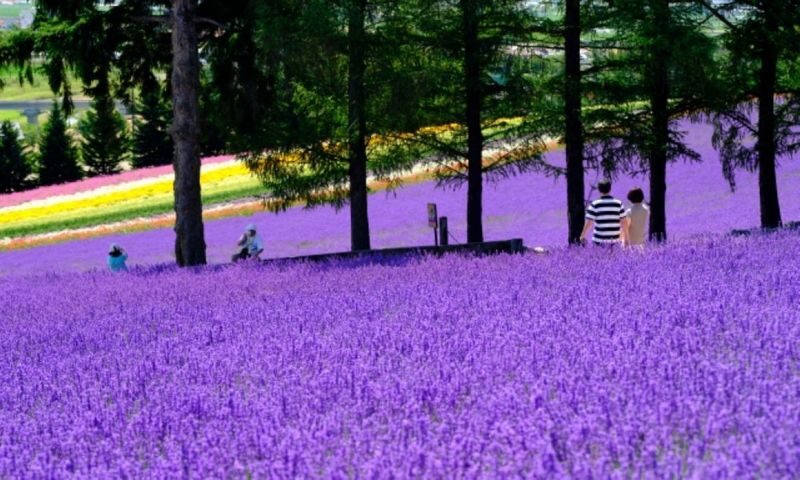 Asahiyama Zoo & Farm Tomita Full-Day Nature Tour - Shirahige Waterfall: a short stop with a strong winter payoff