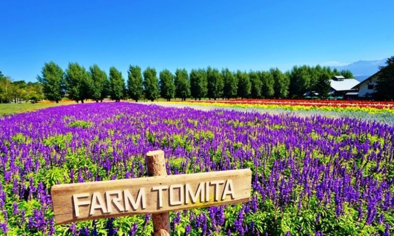 Asahiyama Zoo & Farm Tomita Full-Day Nature Tour - Farm Tomita: flowers, snacks and a fast visit