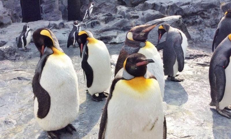 Asahiyama Zoo & Farm Tomita Full-Day Nature Tour - The bus ride: the tour’s biggest convenience and cost