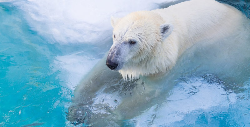 Asahiyama Zoo & Farm Tomita Full-Day Nature Tour - Is $62.55 good value?