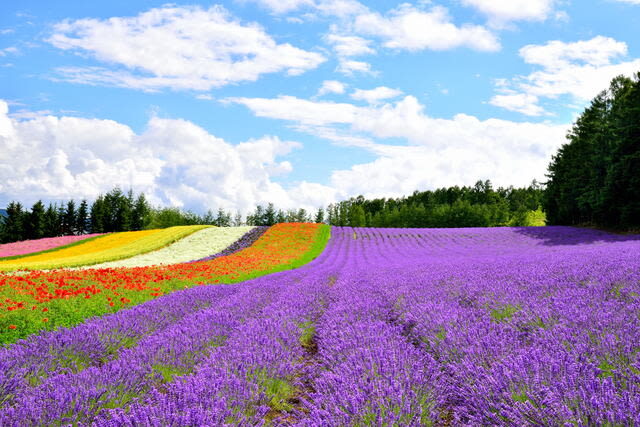 Asahiyama Zoo & Farm Tomita Full-Day Nature Tour - Who should book this day trip?