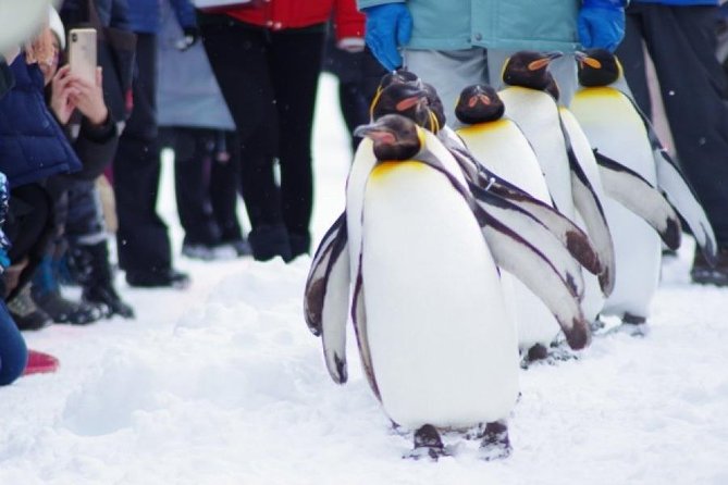 Asahiyama Zoo, Fascinating Aoi-Ike Light Up and Shirohige Falls in Winter! - Shirohige Falls: A Frozen Spectacle