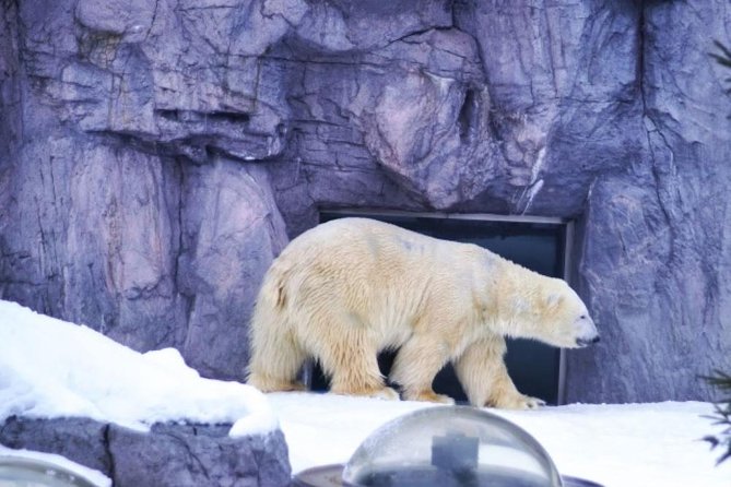 Asahiyama Zoo, Fascinating Aoi-Ike Light Up and Shirohige Falls in Winter! - Transportation and Admission Information