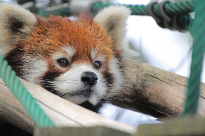 Asahiyama Zoo, Fascinating Aoi-Ike Light Up and Shirohige Falls in Winter! - Common Questions
