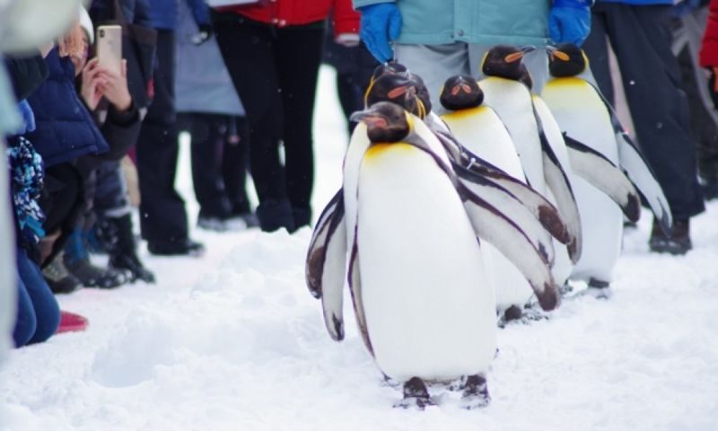 Asahiyama Zoo & Frozen Ice Sea Sunset Cruise Day Trip from Sapporo - Bad weather can change the route