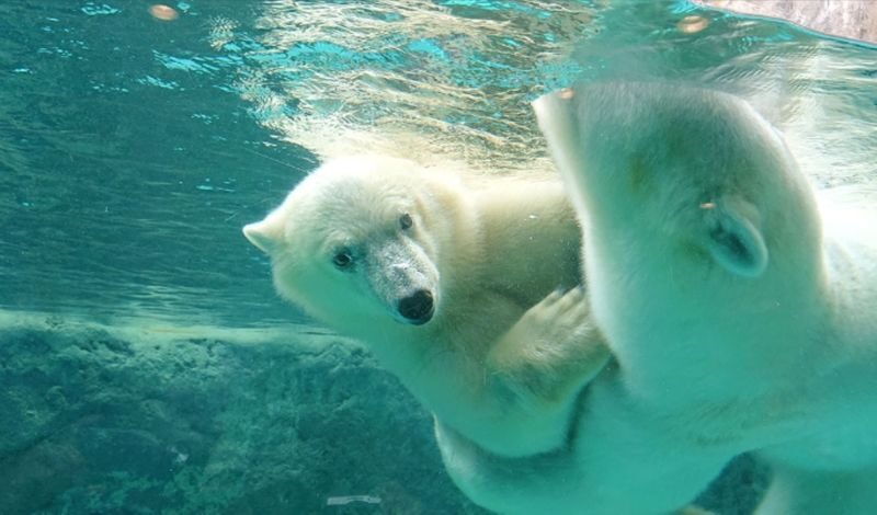 Asahiyama Zoo & Frozen Ice Sea Sunset Cruise Day Trip from Sapporo - Is $213.65 good value for this day?