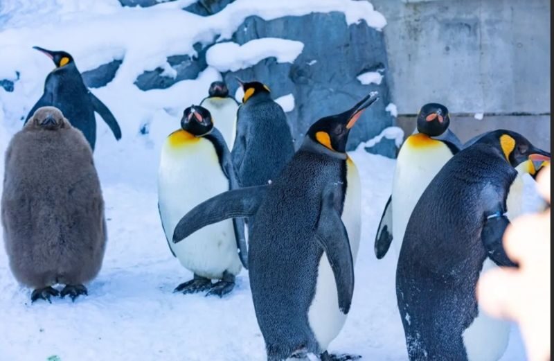 Asahiyama Zoo & Frozen Ice Sea Sunset Cruise Day Trip from Sapporo - Who should take this trip?