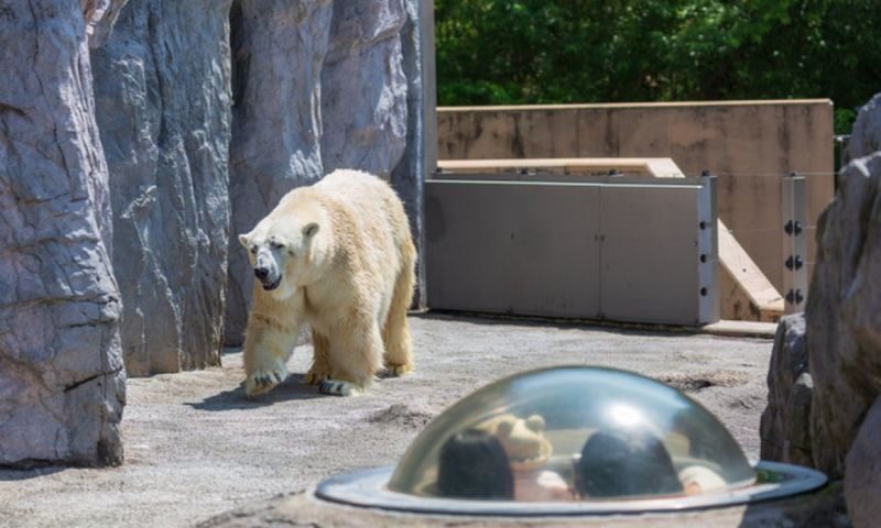 Asahiyama Zoo & Frozen Ice Sea Sunset Cruise Day Trip from Sapporo - Should you book it?