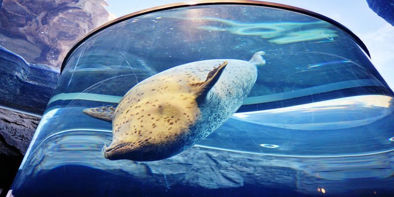 Asahiyama Zoo & Furano Biei Blue Pond Tour - A long Hokkaido day, with the zoo at its heart